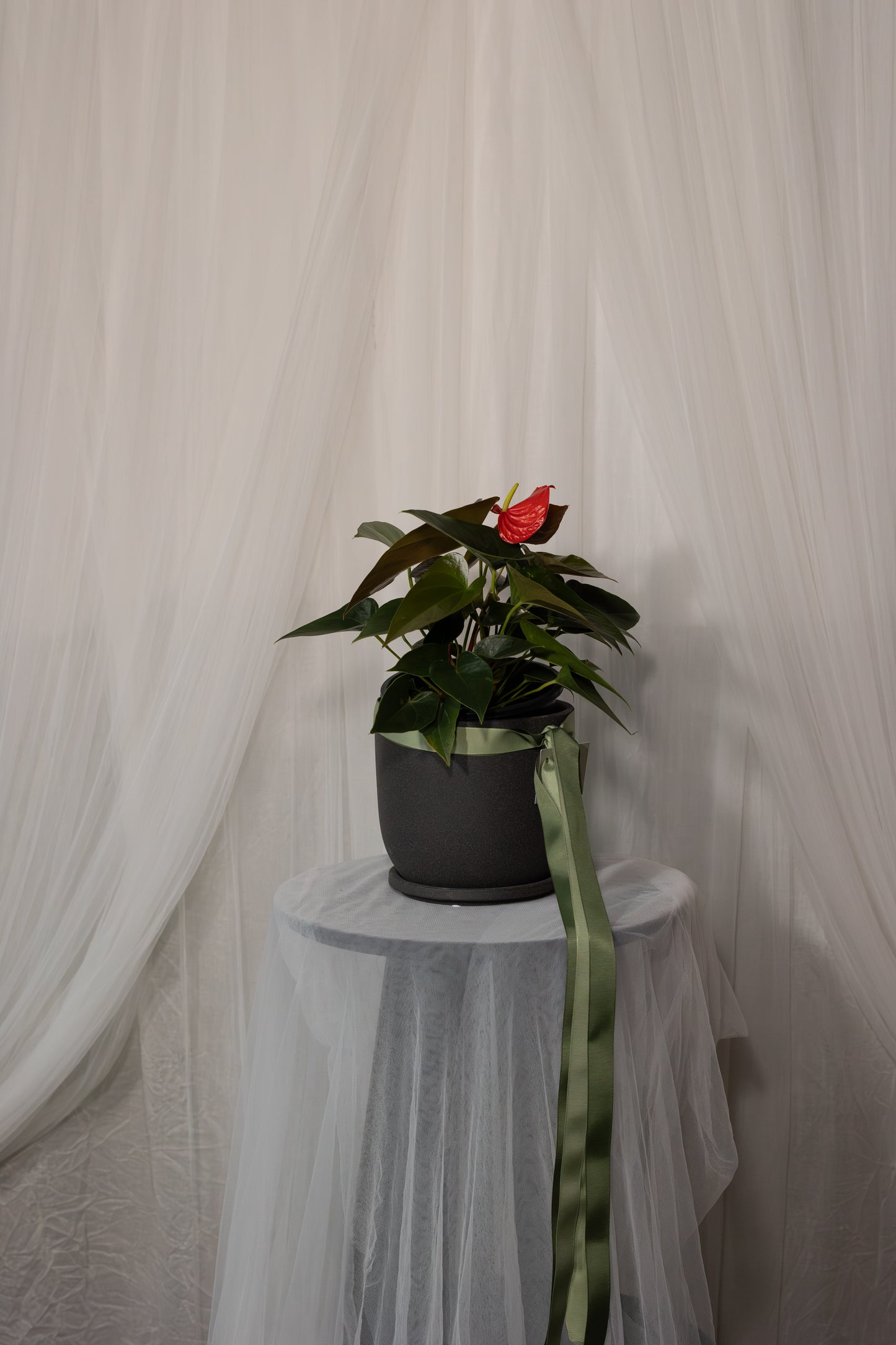 Anthurium Plant (17cm)