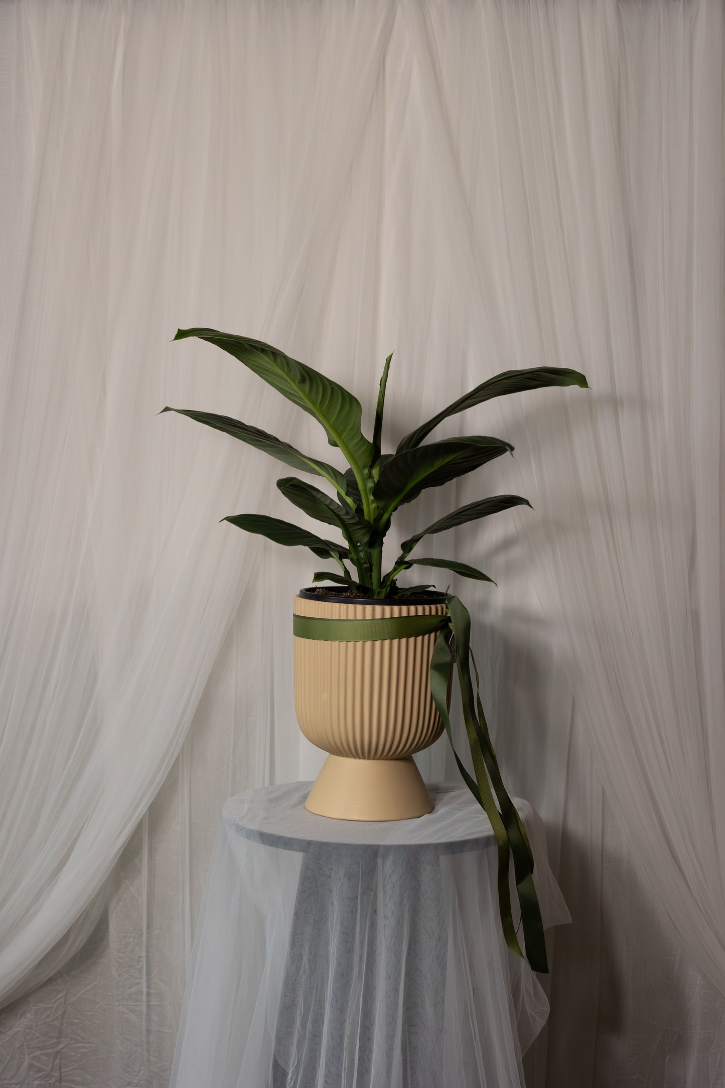 Spathiphyllum Sensation (20cm)