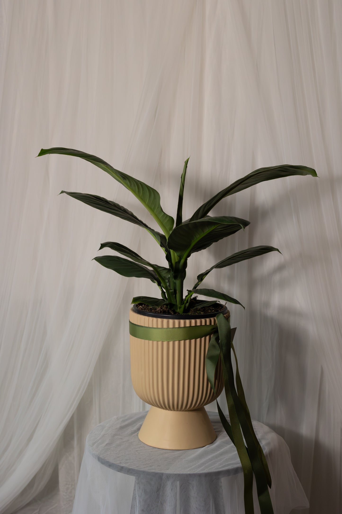 Spathiphyllum Sensation (20cm)