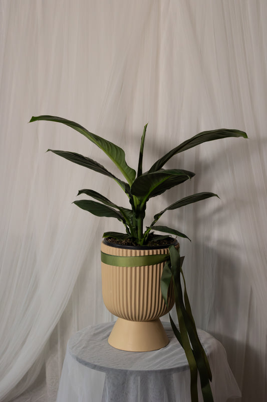 Spathiphyllum Sensation (20cm)