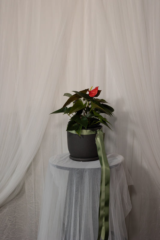 Anthurium Plant (17cm)