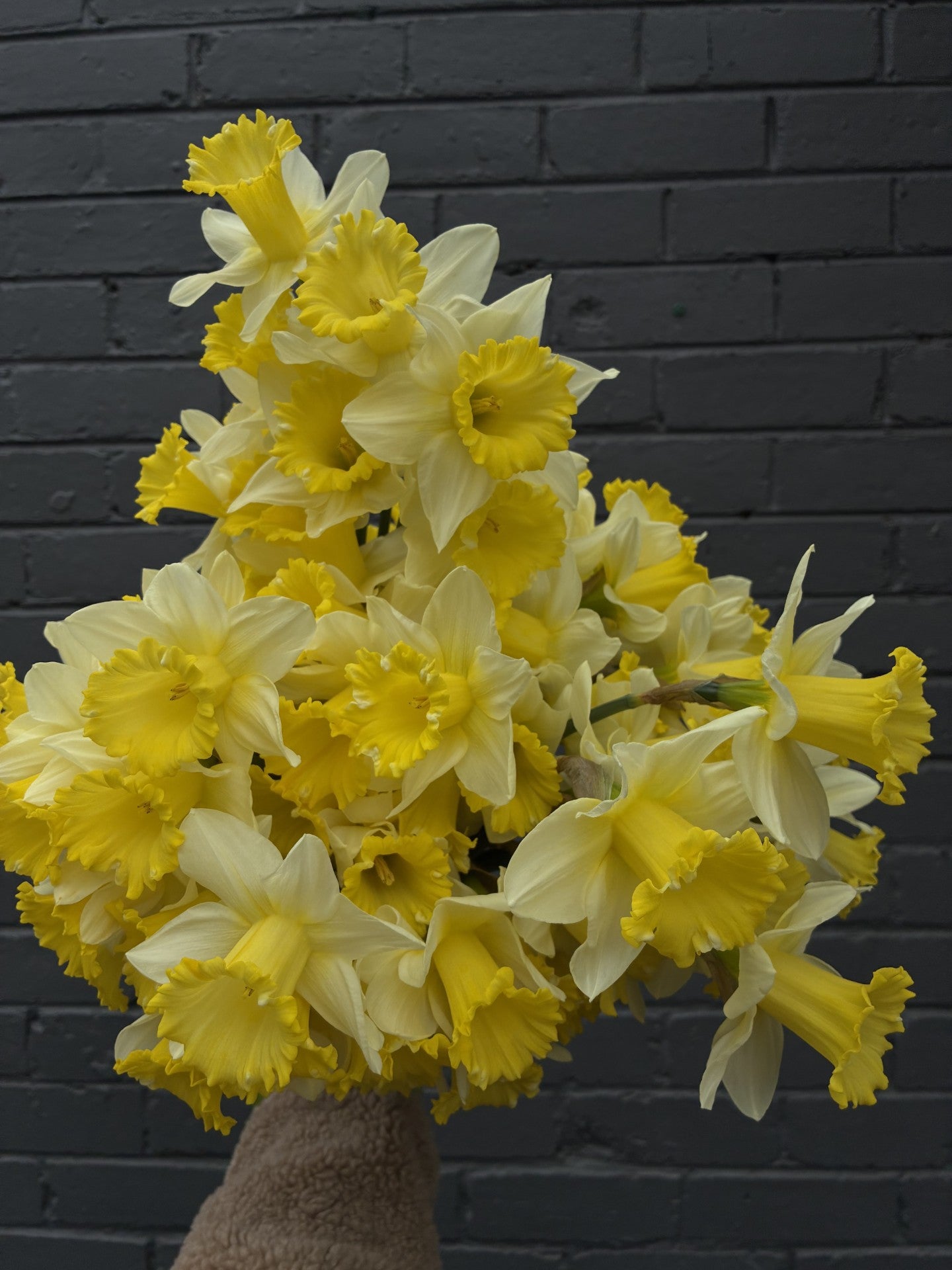 Daffodil Day