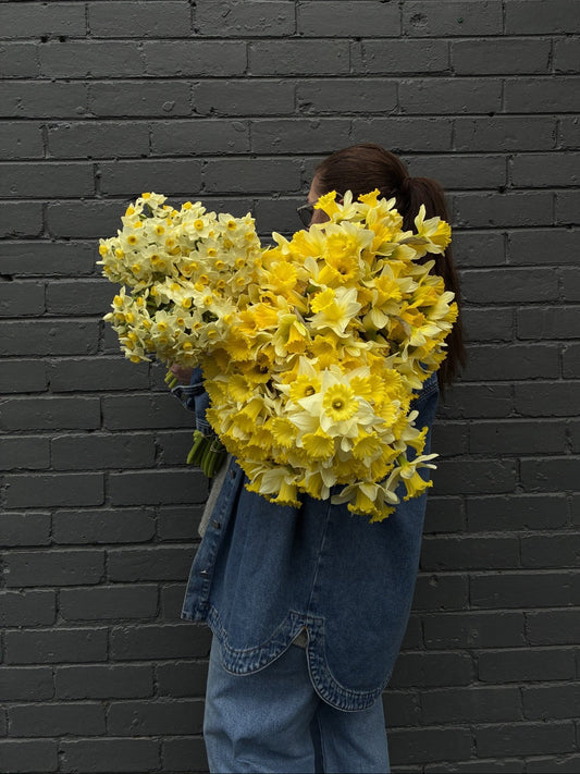Daffodil Day